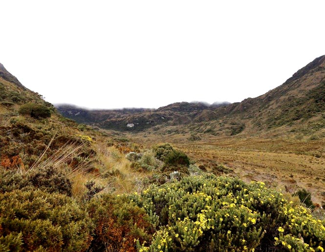 paramo grasslands