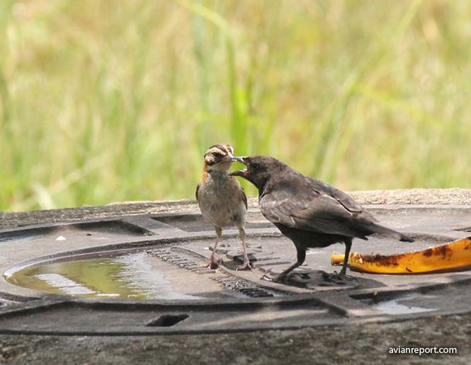 nest parasitism in birds-cowbird