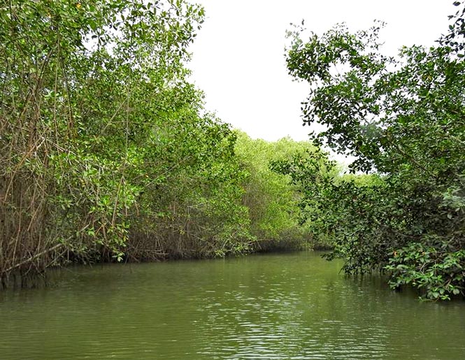 mangrove forest