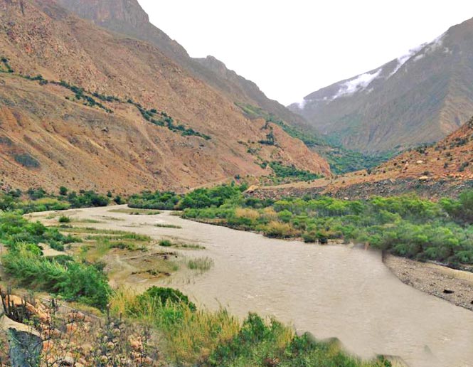riparian thickets