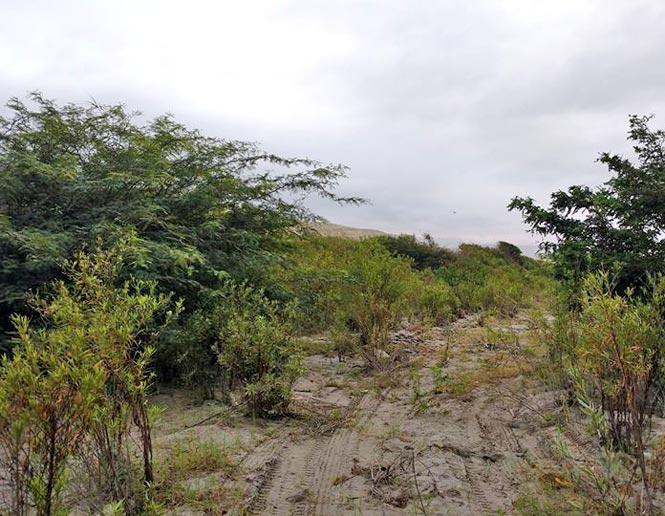 riparian thickets