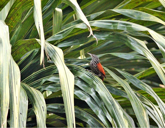 palm forest