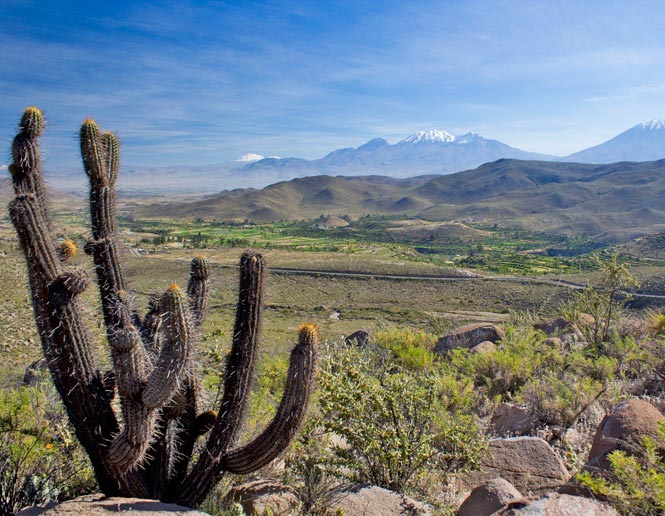 arid montane scrub