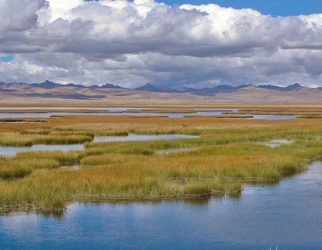 freshwater marshes