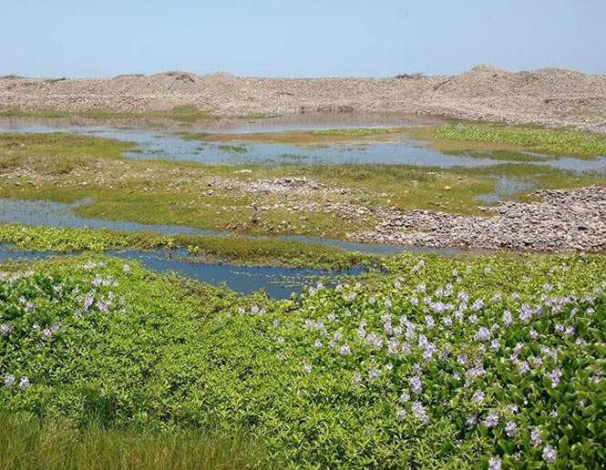 freshwater marshes