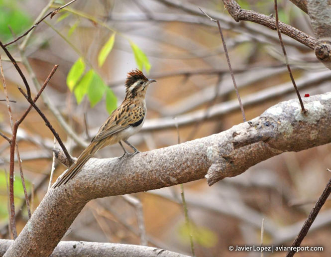 striped cuckoo-nest parasitism in birds