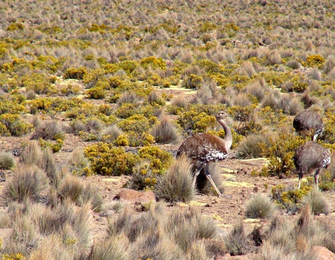 puna grasslands