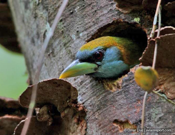 nests of birds_barbet