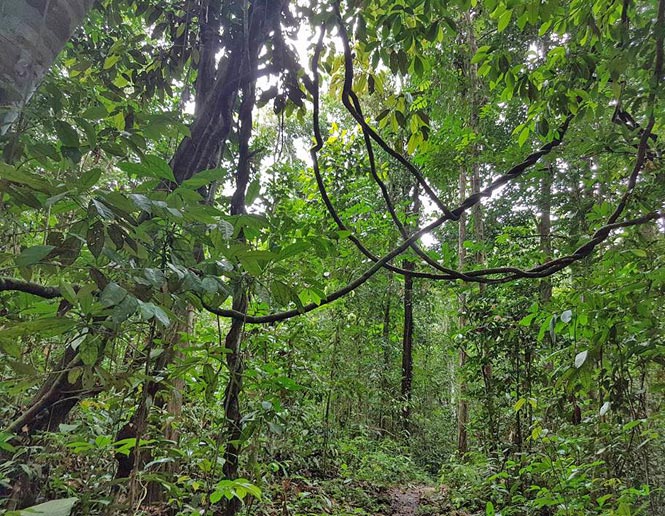 vine tangles