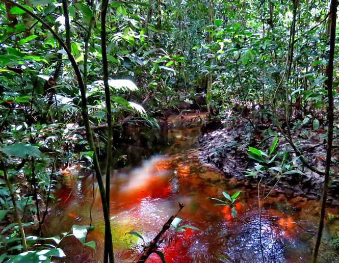 streamside