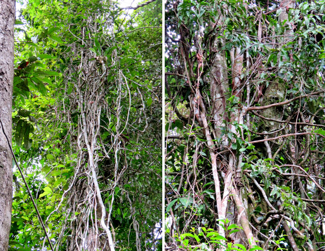 vine tangles
