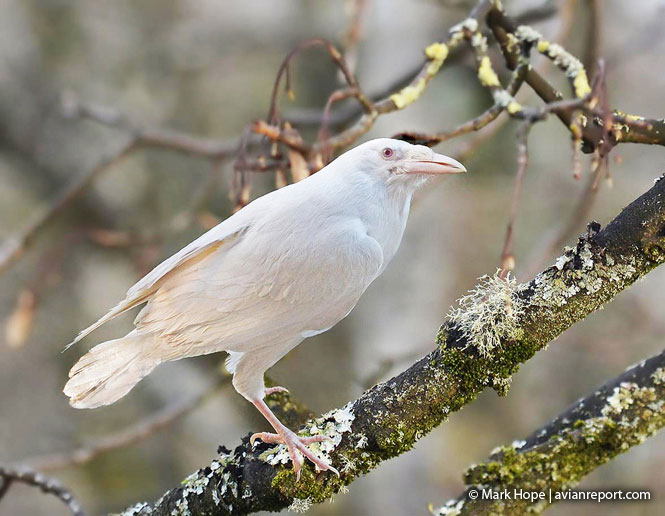 albinism in birds