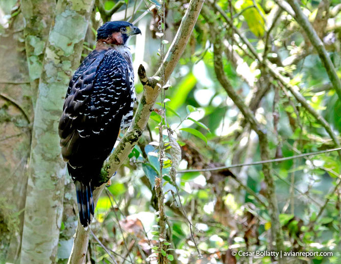 breeding gray-bellied hawk