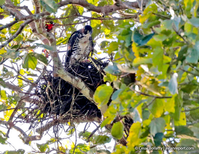 breeding gray-bellied Hawk