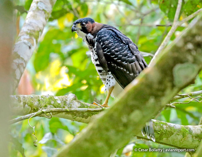 gray-bellied hawk breeding