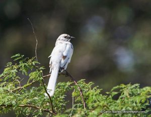 bird leucism