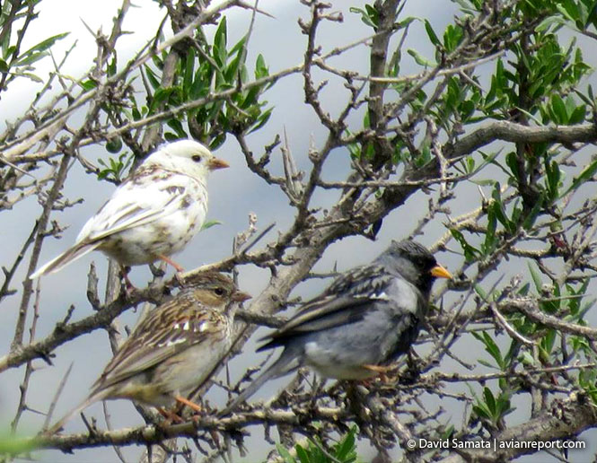 bird leucism