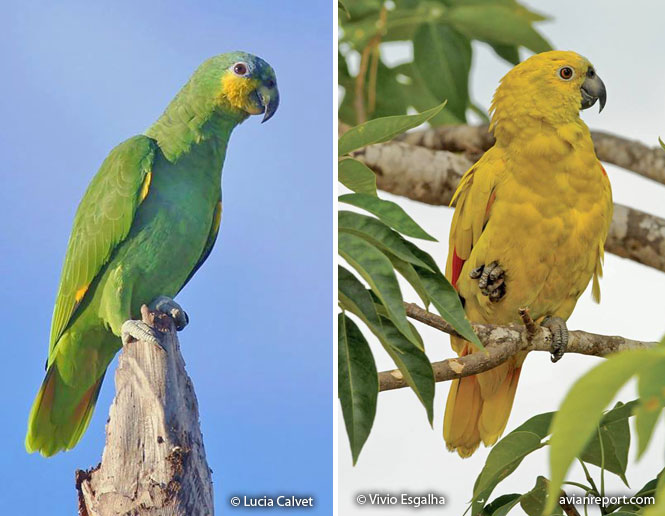 xanthochromatic birds