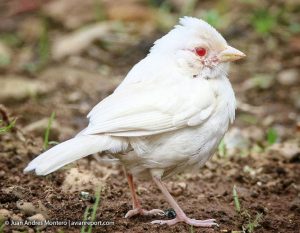 albinism in birds