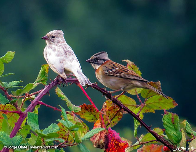leucistic plumage
