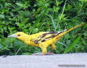 bird xanthochromism