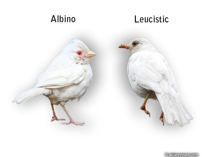 albino and leucistic birds