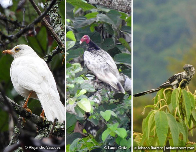 leucistic birds