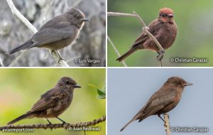 bird_milanism_industrial