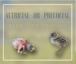altricial-precocial birds