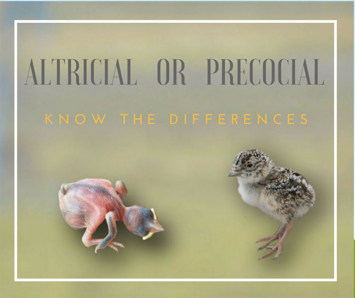 altricial-precocial birds