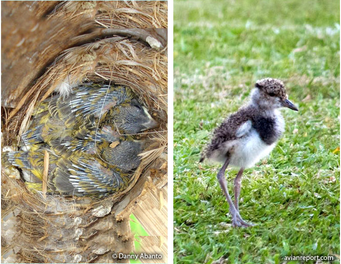 precocial birds