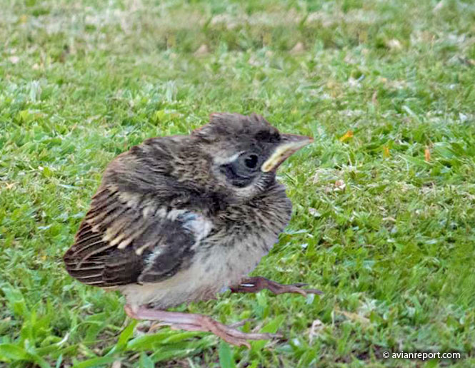 altricial-precocial birds