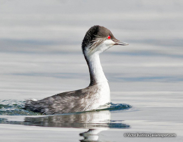 junin-grebe