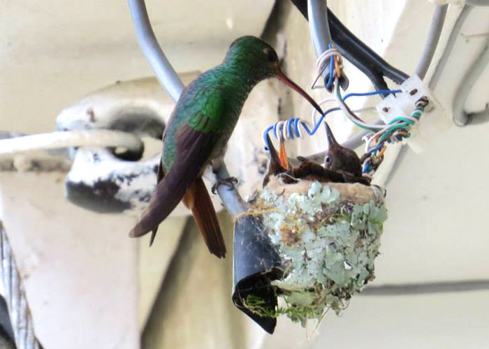birds in human habitat