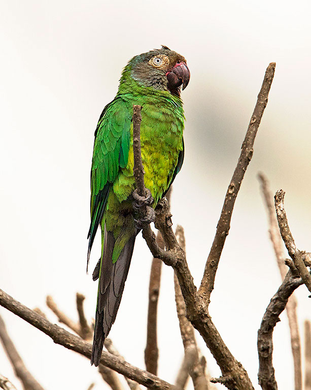 feral dusky-headed parakeet