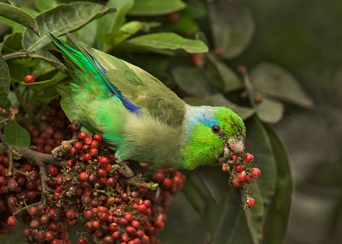 parakeets in Lima