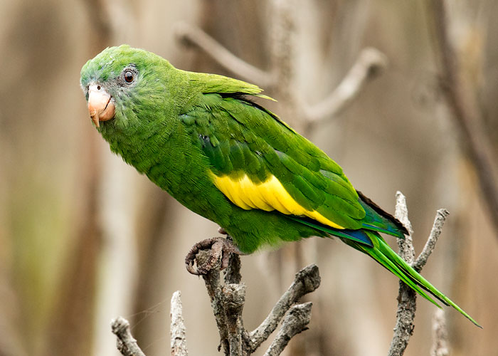 canary winged parakeet Lima