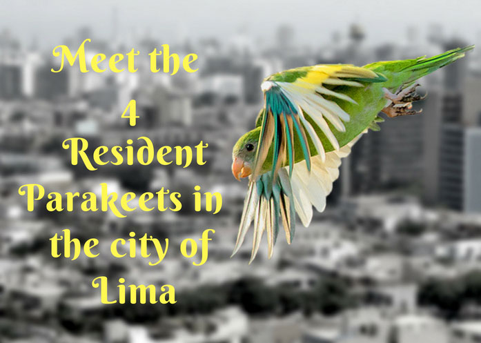 parakeets-in-lima