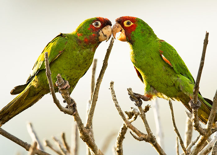 red-masked parakeet-Lima