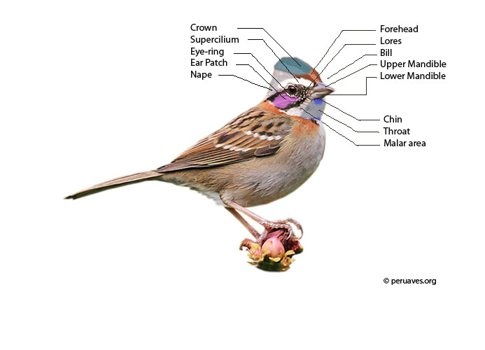 feathers of the head