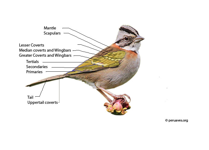 bird feather areas