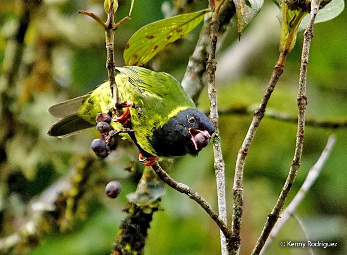 birds as indicator species
