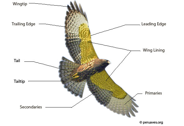 bird-flight-tail-feathers