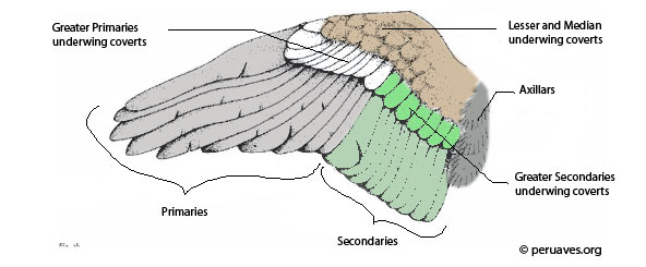 bird-flight-tail-feathers