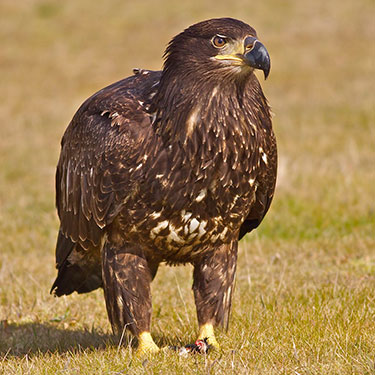 bald_eagle_juvenile