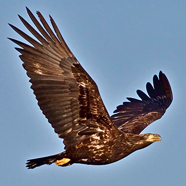 bald_eagle_juvenile