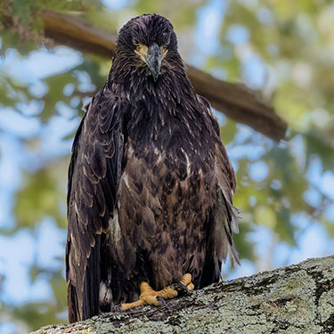 bald_eagle_juvenile
