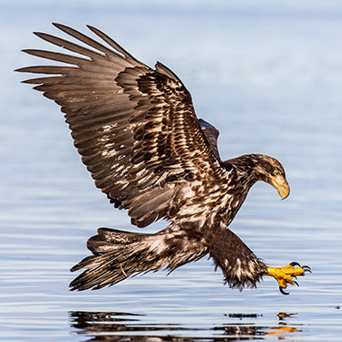 bald_eagle_sub_aduld