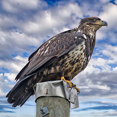 bald_eagle_sub_aduld