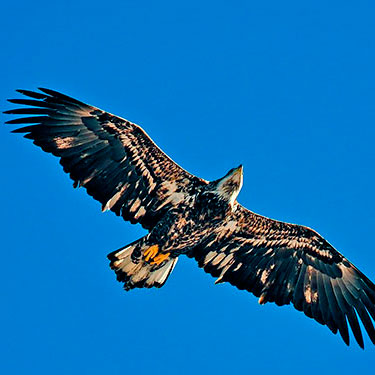 bald_eagle_sub_aduld_1